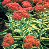 30 AUTUMN CHARM VARIEGATED SEDUM SEEDS - Sedum 'Autumn Charm' Garden Plants