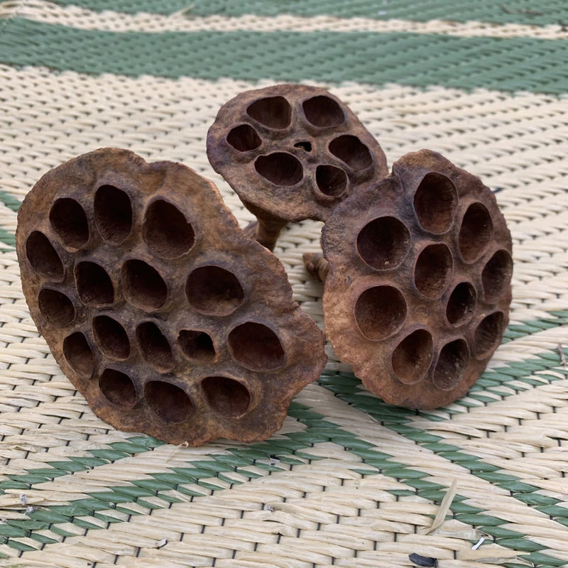 Dried lotus pods for terrariums, brown seed pods set of 3