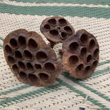 Lot Of 3 LOTUS PODS Dried Terrariums, Botanical Crafting, Florals All Natural Dried Flower