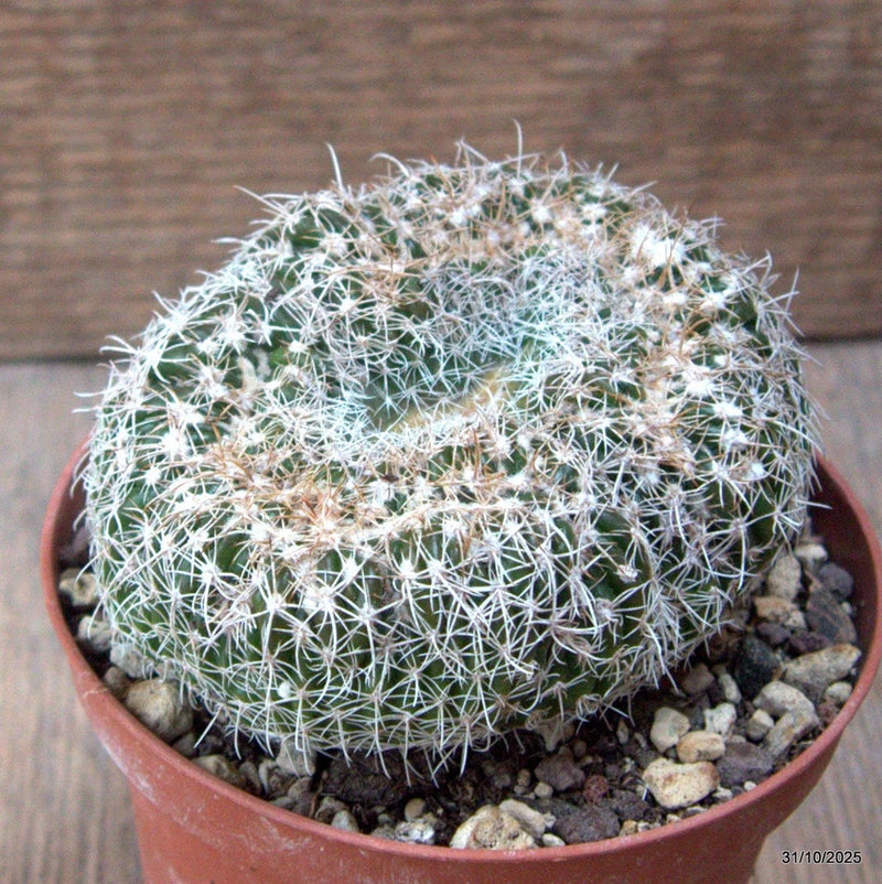 D7260 NOTOCACTUS UEBELMANNIANUS CRESTED pot10-H6-W10 cm MaMa Cactus Green Plant