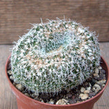 D7260 NOTOCACTUS UEBELMANNIANUS CRESTED pot10-H6-W10 cm MaMa Cactus Green Plant