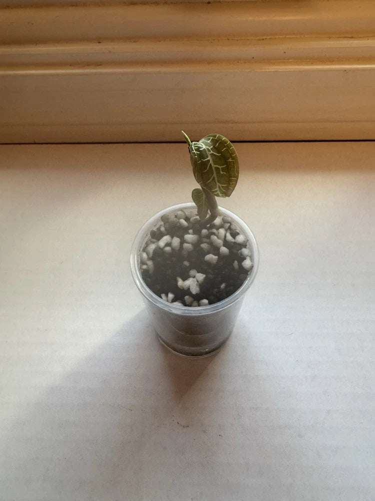 Jewel Orchid: Goodyera Pusilla Rare Live Tropical Terrarium Plant Orchids