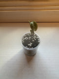 Jewel Orchid: Goodyera Pusilla Rare Live Tropical Terrarium Plant Orchids