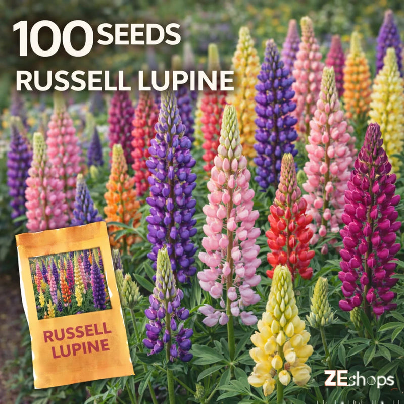 100 Russell Lupine Seeds Ð Tall Mixed Color Cottage Garden Garden Plants