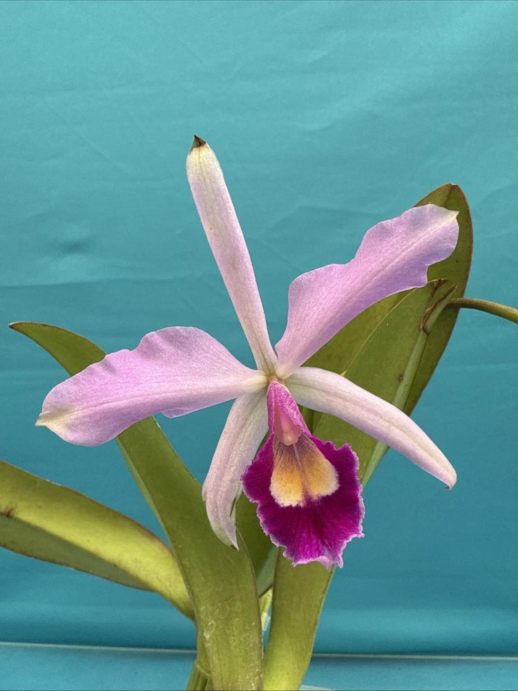 Pink orchid flower with purple and yellow center, green leaves on potted plant