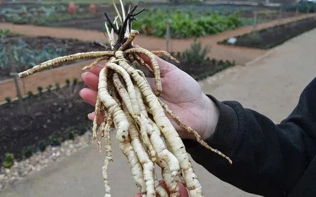 Organic Skirret Starter Plants - (Sium sisarum) - Easy to Grow Root Vegetable Garden Plants