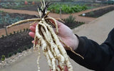 Organic Skirret Starter Plants - (Sium sisarum) - Easy to Grow Root Vegetable Garden Plants