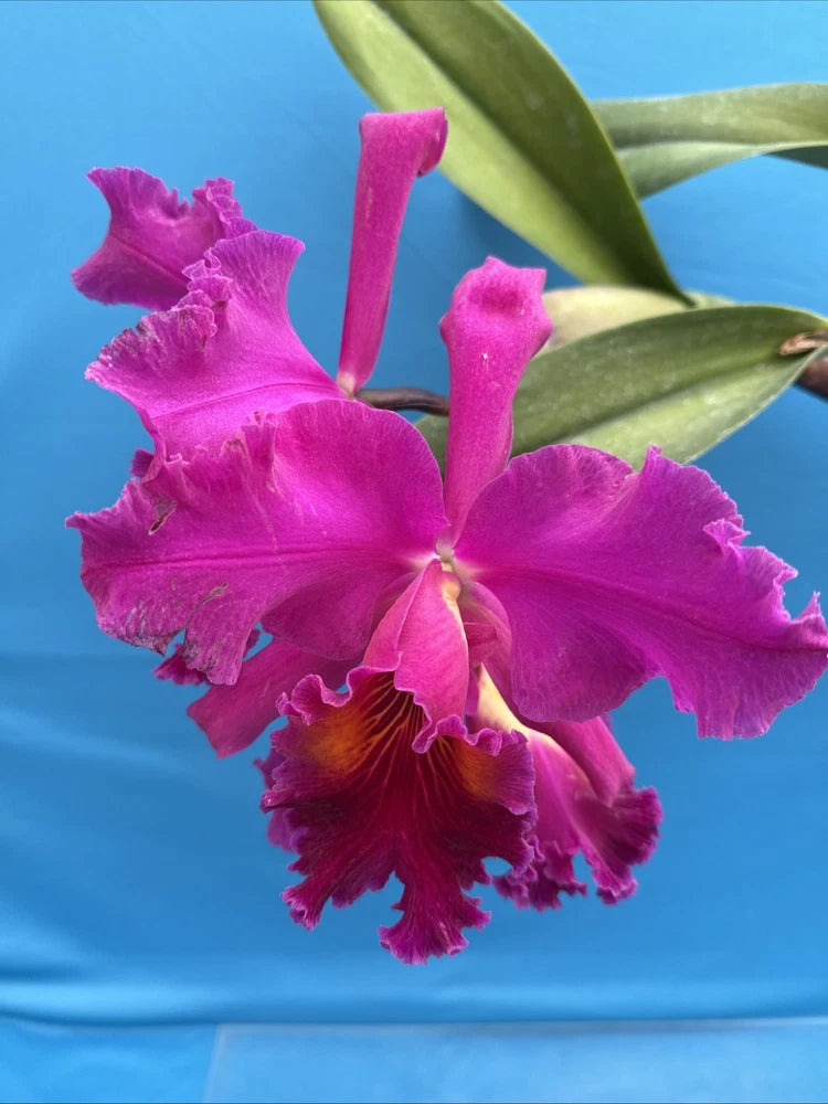 Pink ruffled orchid bloom with green leaves