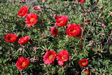 100 RED PORTULACA Grandiflora / MOSS ROSE Flower Seeds *Flat S/H Flowering Plants