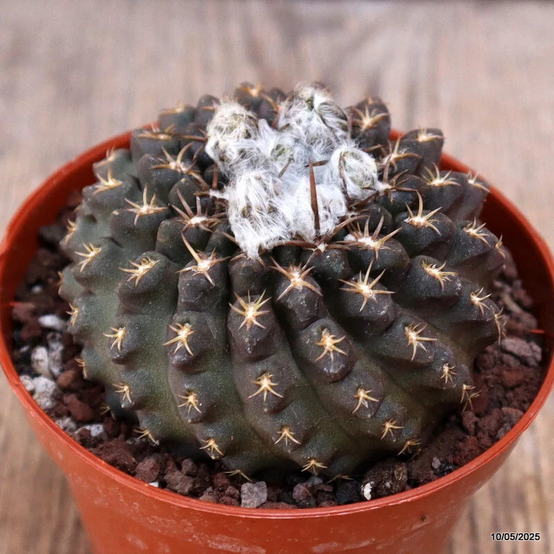 D3990 NEOPORTERIA ODIERI pot8,5-H5-W7 cm MaMa Cactus Green Plant