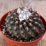 D3990 NEOPORTERIA ODIERI pot8,5-H5-W7 cm MaMa Cactus Green Plant