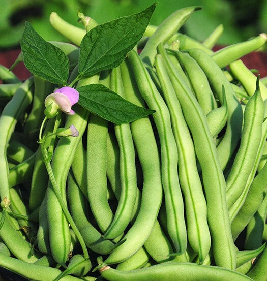 15+Tendergreen Improved Green Bush Bean seeds Stringless Bean Heavy producer USA Green Plant