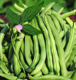 15+Tendergreen Improved Green Bush Bean seeds Stringless Bean Heavy producer USA Green Plant
