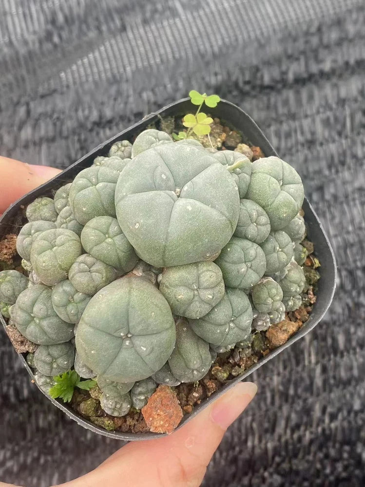 Small potted succulent plant with thick green-blue leaves in clear round pot