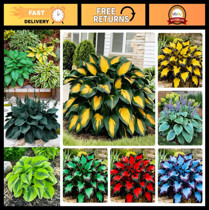 170+ Hosta Seeds Mix for Planting - Perennial Shade Garden Plants, Easy Grow Garden Plants