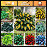 170+ Hosta Seeds Mix for Planting - Perennial Shade Garden Plants, Easy Grow Garden Plants