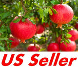 50 Seeds AMAZING Pomegranate ÒPunica Granatum Seeds E28 US Seller Garden Plants