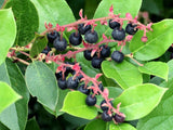 40 SALAL BERRY Gaultheria Shallon Pink White Flowers Blue Fruit Shrub Seeds Flowering Plants