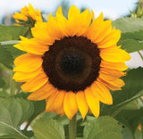 50 Helianthus Seeds Sunflower Procut Orange Excel Cut Flower Seeds Helianthus Se Sunflower