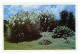 Vintage Postcard Of Pampas Grass In Bloom Jekyll Island Georgia Plastichrome Pampas Grass