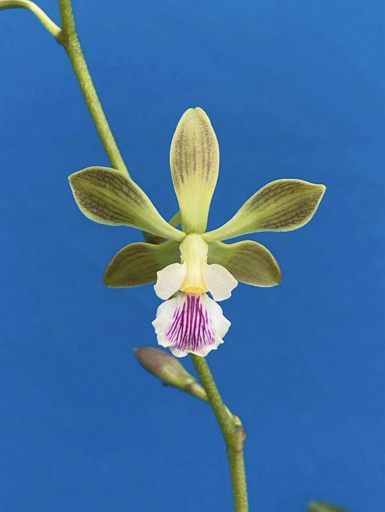 Orchid species flower on green stem with yellow-green petals and a purple lip