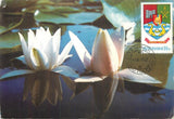 E0046 Maxi card Romania flowers Water lilies in the Danube Delta Lily