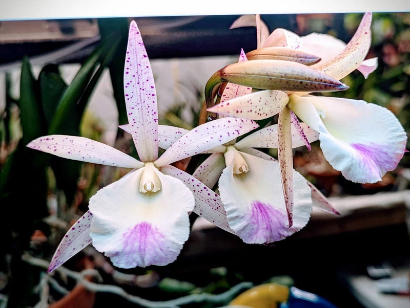 White orchid plant with pink-speckled petals and curved blooms