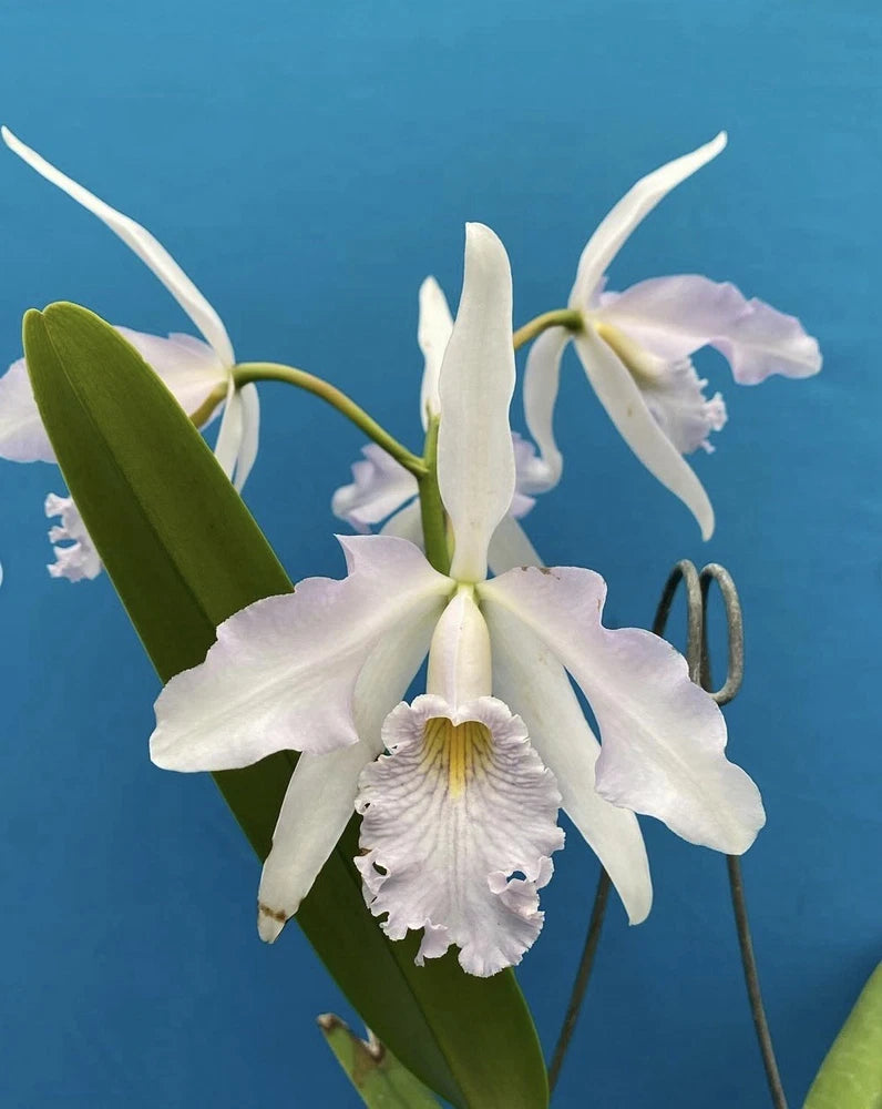 White orchid flowers with green leaves in a branching stem