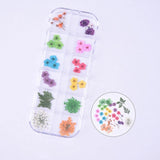 30PCS Real Pressed Dry Mixed flowers leaves collection for craft FCD504 #5 Dried Flower