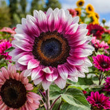 50 PCS Strawberry Blonde Hybrid Sunflower Seeds - Non-GMO Heirloom Variety Sunflower