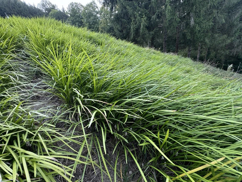 Liriope Spicata (Creeping Lily Turf Or Monkey Grass) 50 Bare Root plants Green Plant