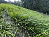 Liriope Spicata (Creeping Lily Turf Or Monkey Grass) 50 Bare Root plants Green Plant