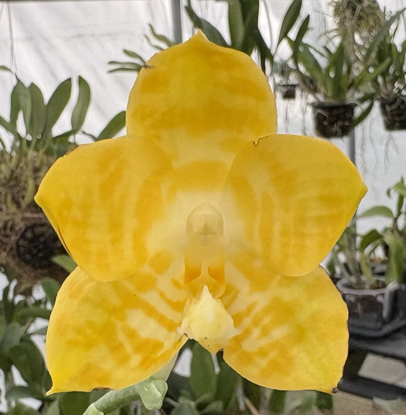 Yellow Phalaenopsis orchid flower with five broad petals, spotted center