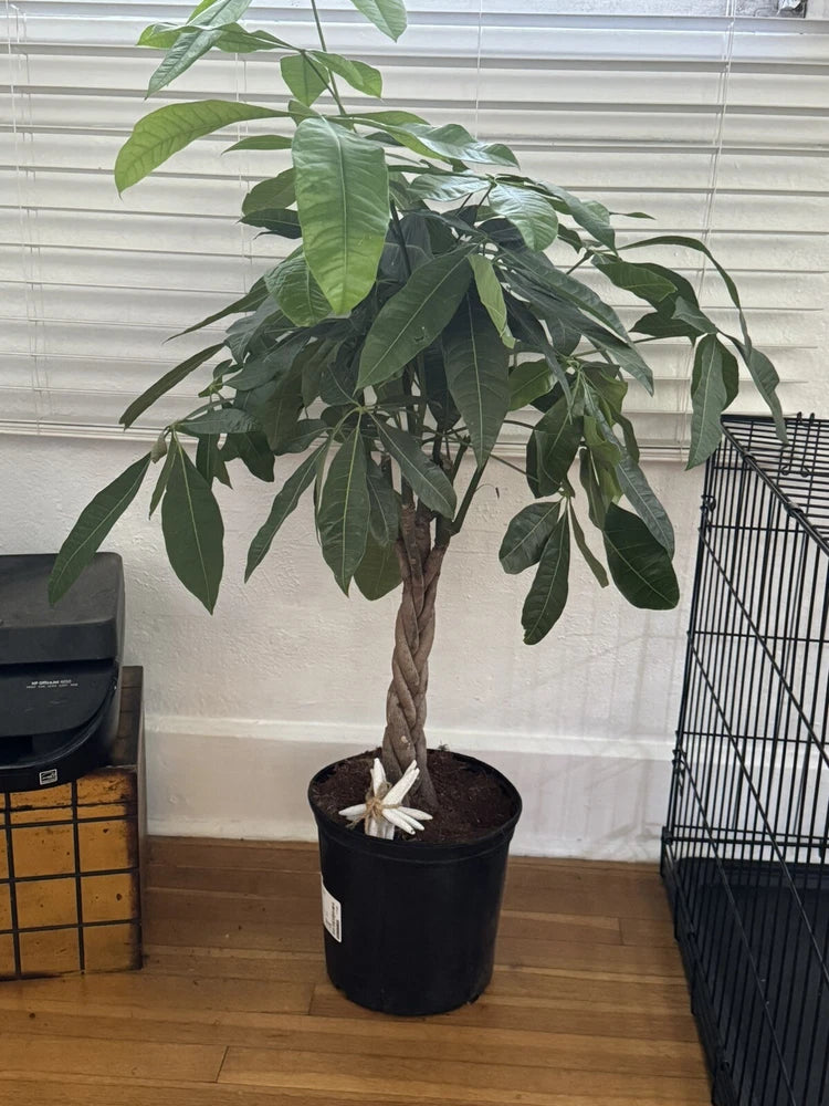 money tree plant large Orchids