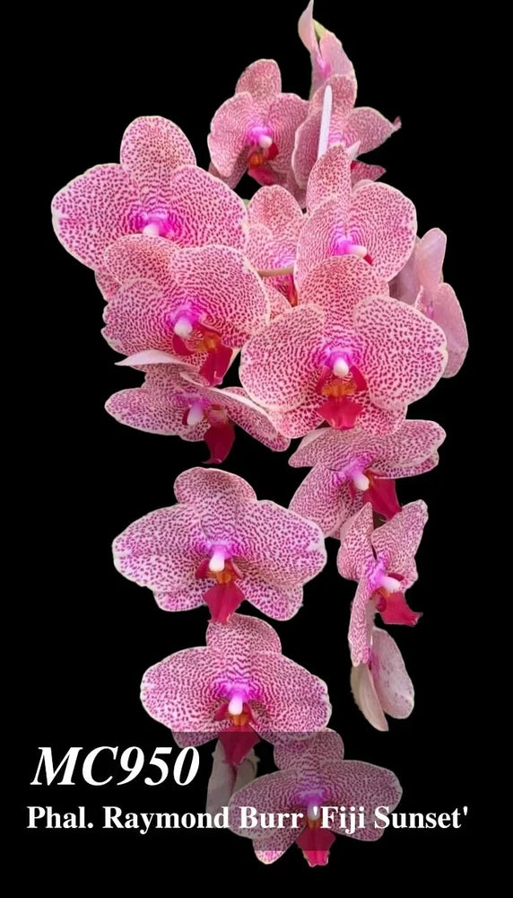 Pink Phalaenopsis orchid hybrid with multiple blooms and slender stem
