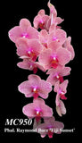 Pink Phalaenopsis orchid hybrid with multiple blooms and slender stem