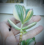 4 PACK Variegated Jade Plant Cuttings 3Ó Succulent Crassula Rare rare!! Green Plant