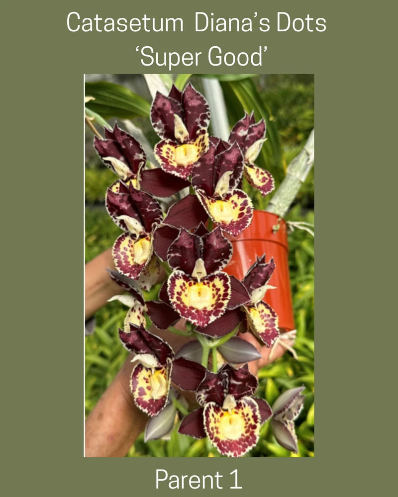 Maroon and yellow-spotted Catasetum orchid flowers on a potted plant