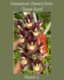 Catasetum Azeroth x Ctsm. Diana's dots 'super good' 3 Inch Pot, Fragrant, BS Orchids