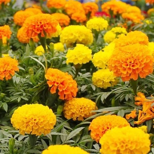 200 MIXED ORANGE AND YELLOW CRACKERJACK MARIGOLD SEEDS ORGANIC NON GMO BIG BLOOM Flowering Plants