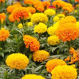 200 MIXED ORANGE AND YELLOW CRACKERJACK MARIGOLD SEEDS ORGANIC NON GMO BIG BLOOM Flowering Plants