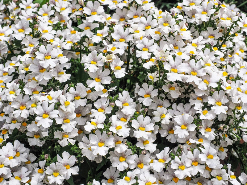 50 WHITE KNIGHT NEMESIA Strumosa Flower Seeds Flowering Plants