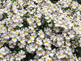 50 WHITE KNIGHT NEMESIA Strumosa Flower Seeds Flowering Plants