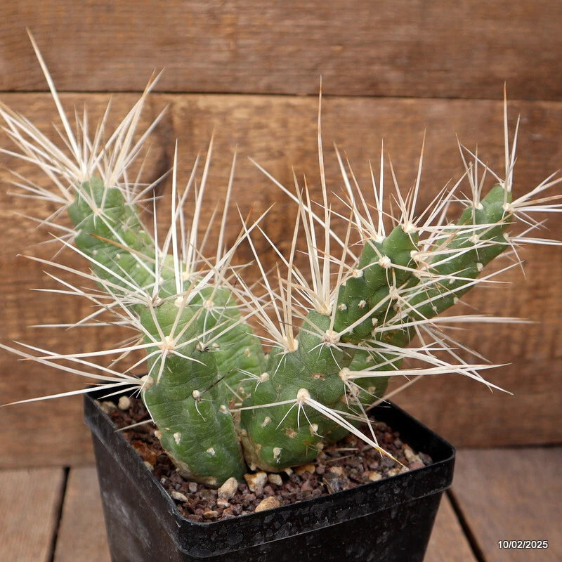 Cactus plant in black pot with green pads and white spines