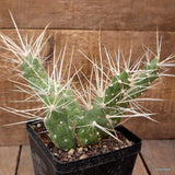 A6695 CUMULOPUNTIA PENTLANDII pot12-H16-W20 cm MaMa Cactus Green Plant