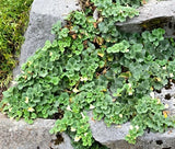 SNAPDRAGON CREEPING Asarina Procumbens - 500 Bulk Seeds Garden Plants