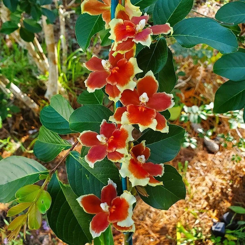 Oncidium orchid plant with red-and-yellow blossoms and glossy green leaves