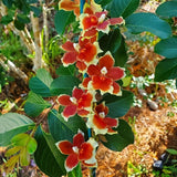 IN SPIKE / BUD ~ Oncidium Orchid ~ Oip. Crimson Pride 'MAC136' Orchids