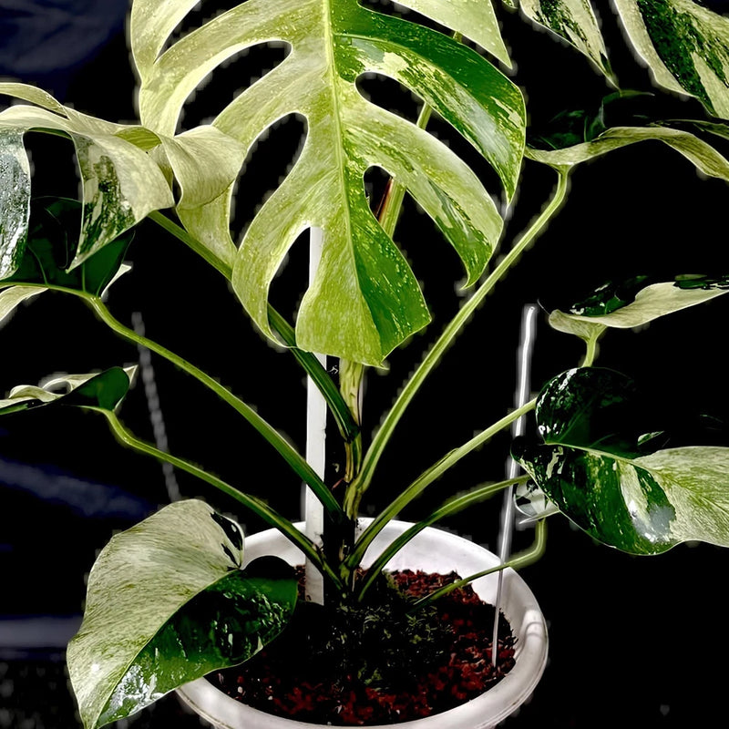 Monstera Mint Variegated Rare Plant Green Plant
