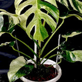 Monstera Mint Variegated Rare Plant Green Plant